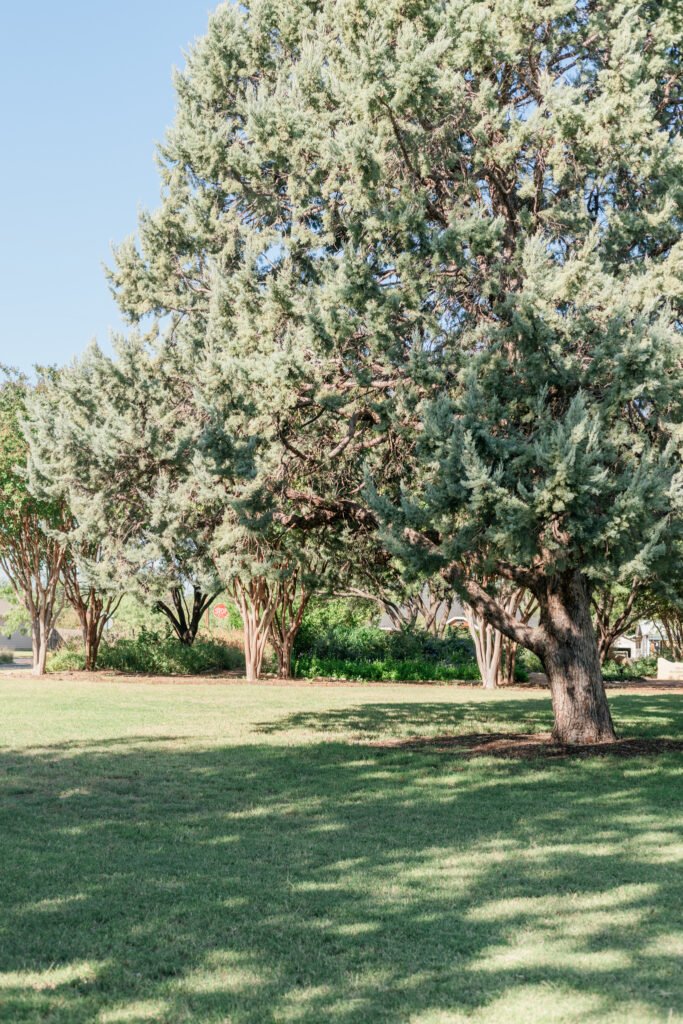 Beautiful oak trees at the Swenson House Photo Location