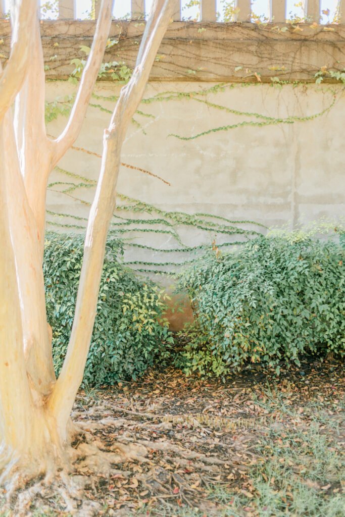 Photography locations in Abilene with tree and vines growing along wall